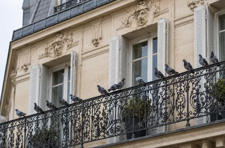 pigeons sur un balcon elis pest control