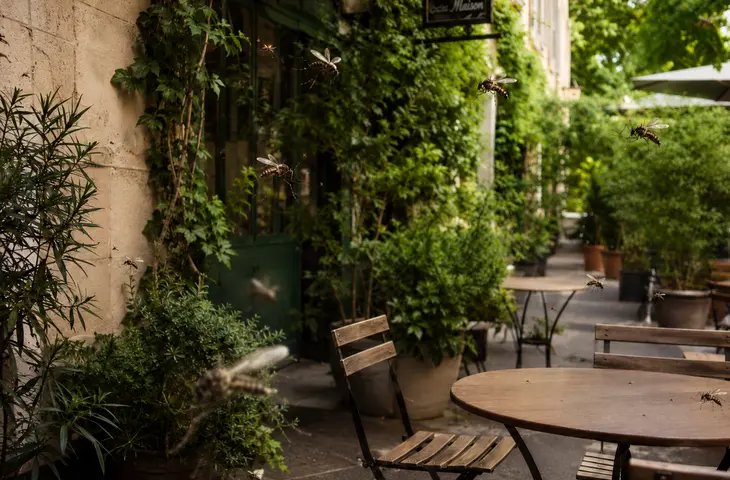 terrasse moustiques elis pest control